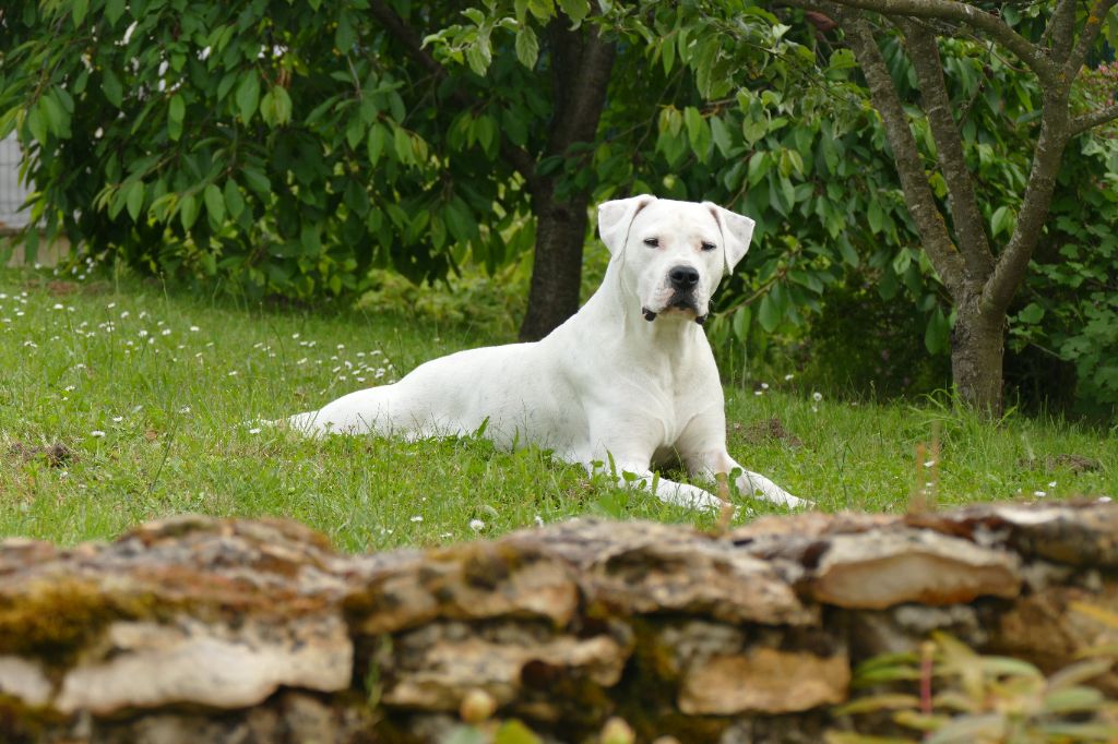 Tatzyiky De La Notte Di Cane